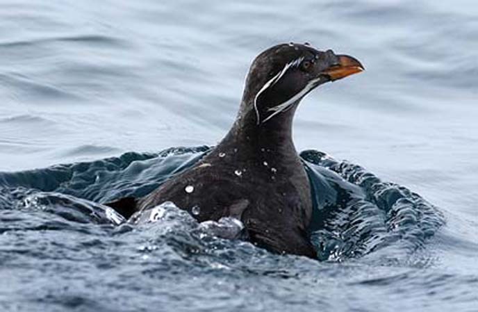 Rhinoceros-Auklet Rhinoceros-Auklet
