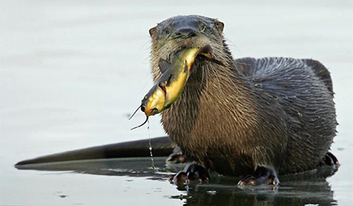 River Otter with Fish