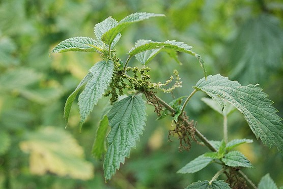 Stinging_Nettle Stinging_Nettle