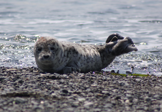 36+ Baby Harbor Seal Pup Images
