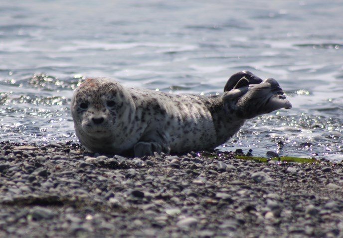 baby-harbor-seal