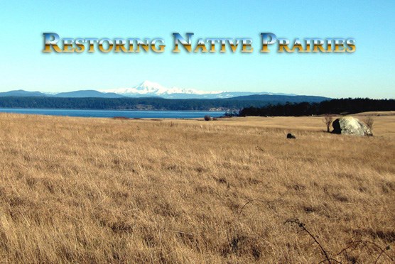 American Camp prairie and Mt. Baker American Camp prairie and Mt. Baker