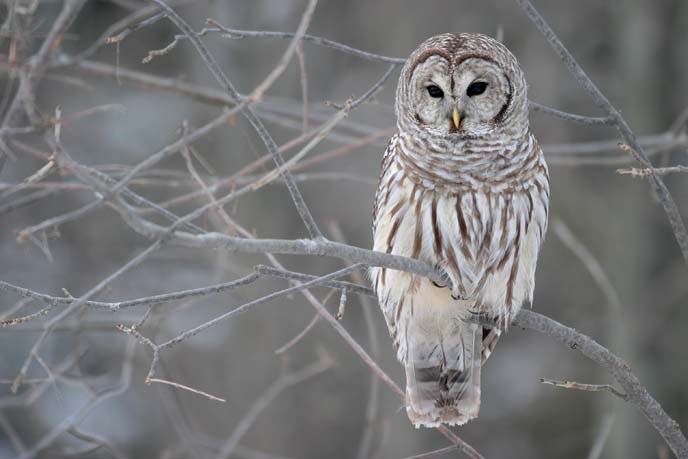 barred owl barred owl