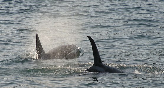 Killer_Whales_jpg Killer_Whales_jpg