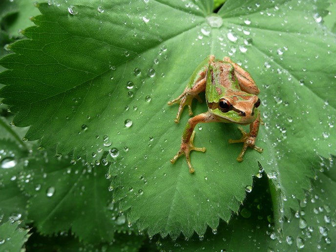 bigstockphoto_Pacific_Tree_Frog