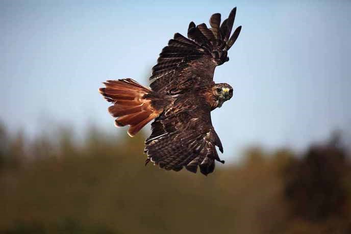bigstockphoto_Red-Tailed_Hawk_Flight_6179205 bigstockphoto_Red-Tailed_Hawk_Flight_6179205