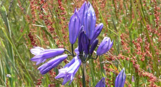hyacinth and sheep sorrel hyacinth and sheep sorrel