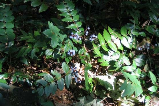 low oregon grape