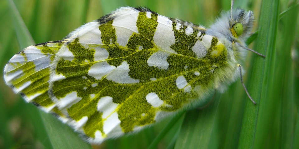 The green and white Island Marble Butterfly resting on a green plant. The green and white Island Marble Butterfly resting on a green plant.