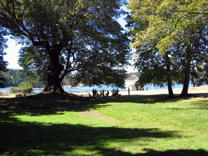 Bigleaf Maple (U.S. National Park Service)