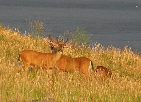 mule_deer_2009 mule_deer_2009