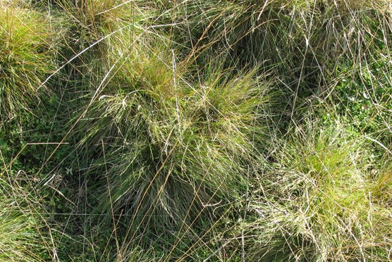 native grass native grass