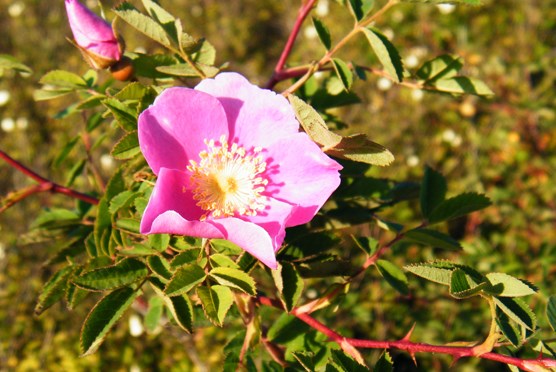 nootka rose nootka rose