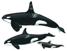 orca family