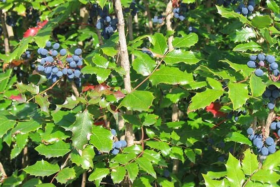 oregon grape oregon grape