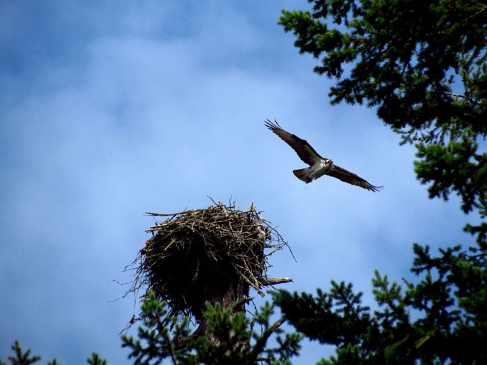 osprey inflight osprey inflight
