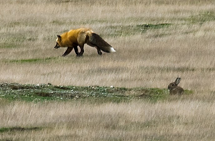 rabbit_fox