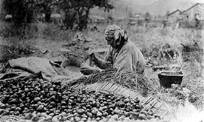 woman processing camas woman processing camas