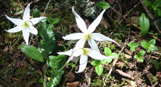 Fawn Lillies