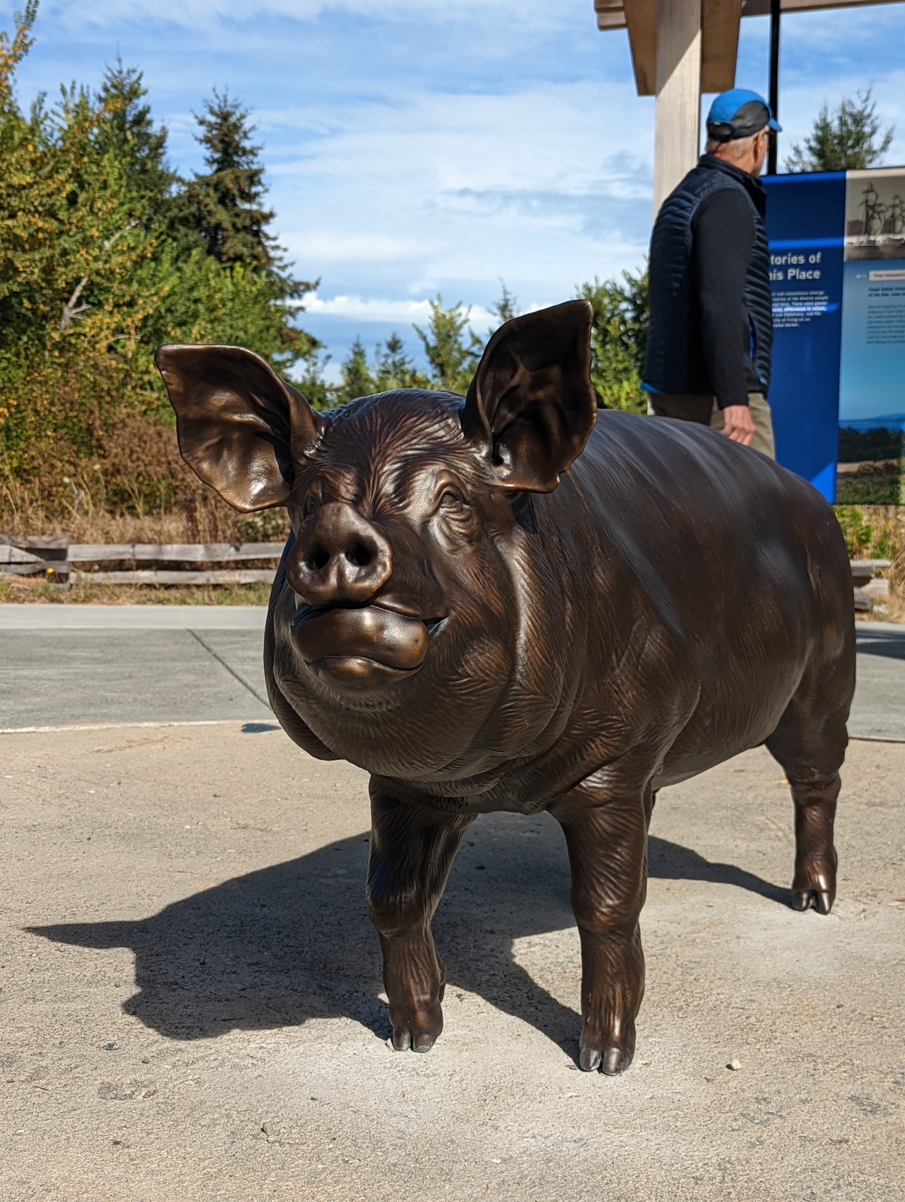 307879119_433998228722708_8348775927583938701_n a life size bronze statue of a pig