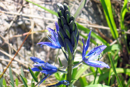 Camas budding_close_up