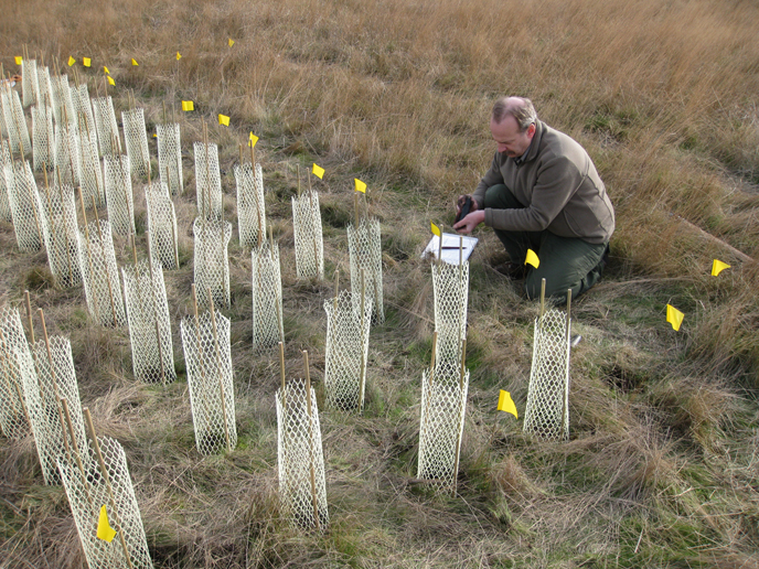 Planting golden paintbrush