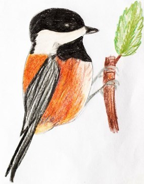 chickadee