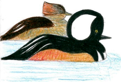 merganser