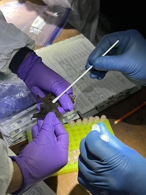 USGS Biologists swab Yuma myotis bat USGS Biologists swab Yuma myotis bat