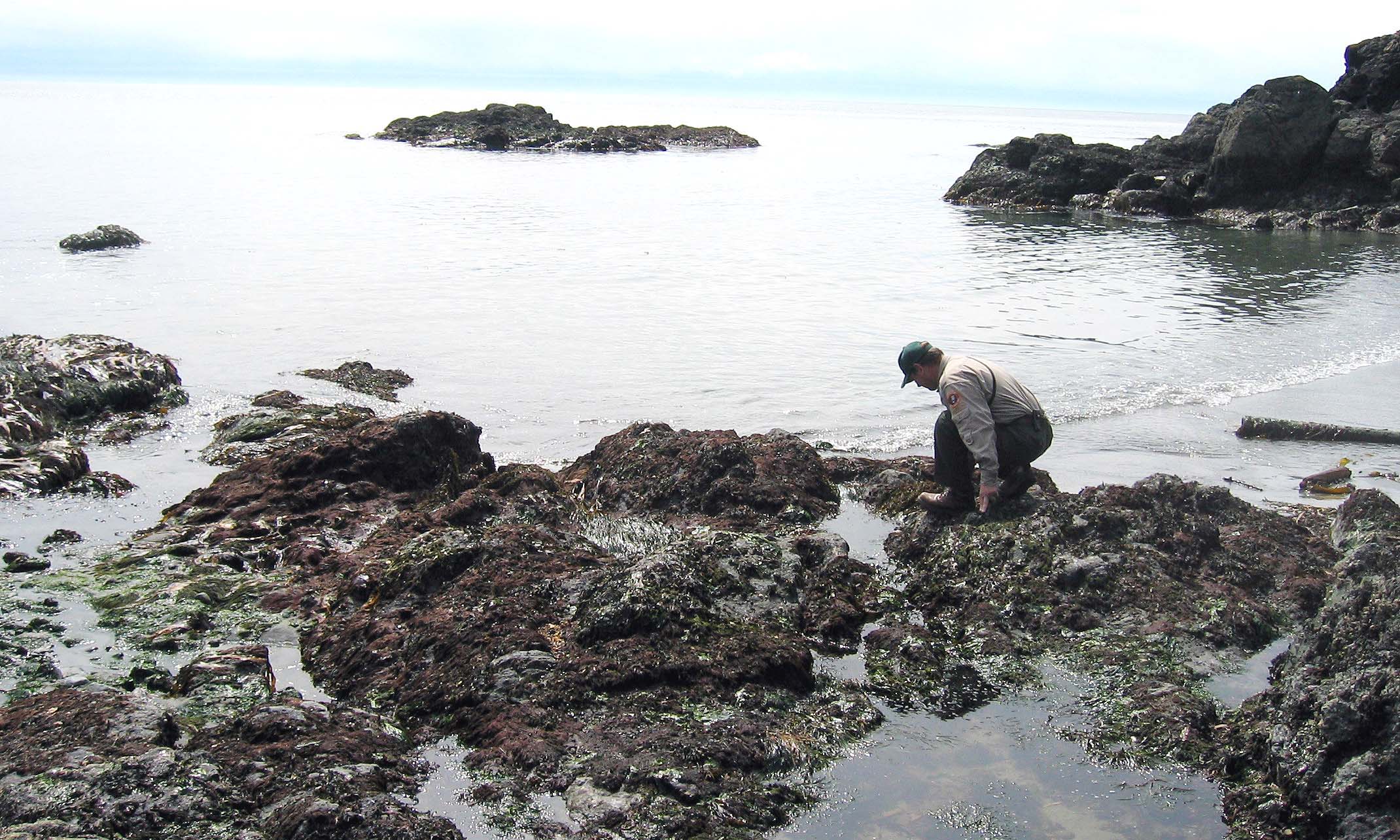 Tide Pool Grandmas Cove