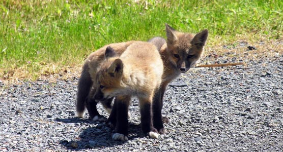 fox kits