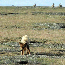 Prairie Restoration-Dispelling Myths