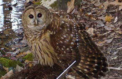 barred owl