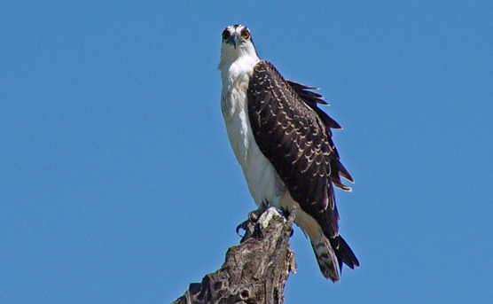 Osprey