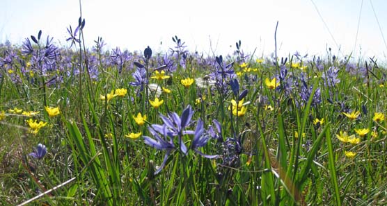 camas_buttercups