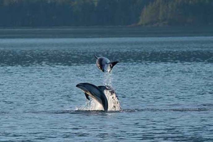 dalls porpoise