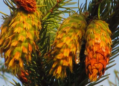 douglas fir cones