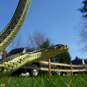 garter snake