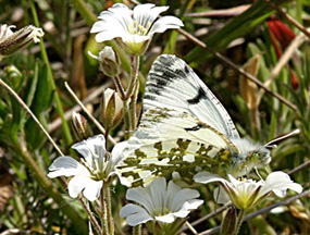 Island Marble butterfly