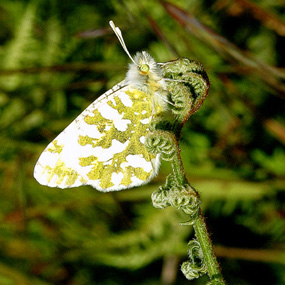 Island marble on plant Island marble on plant