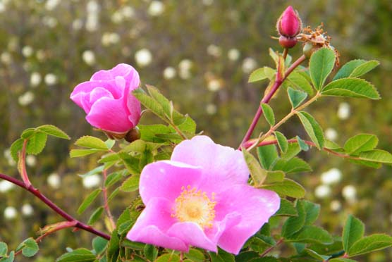 nootka rose_2