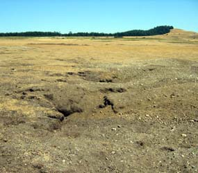 Rabbit holes on the prairie at American Camp.