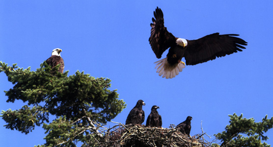Eagles at American Camp.