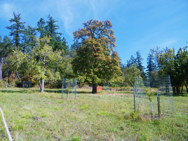 An orchard of large fruit trees