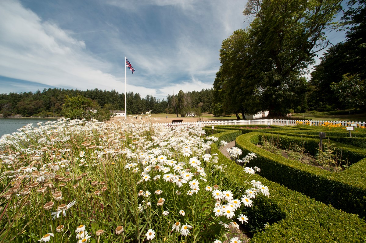 White flowers bloom in a historic garden.