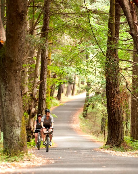 Two cyclists on a tree-lined park road Two cyclists on a tree-lined park road