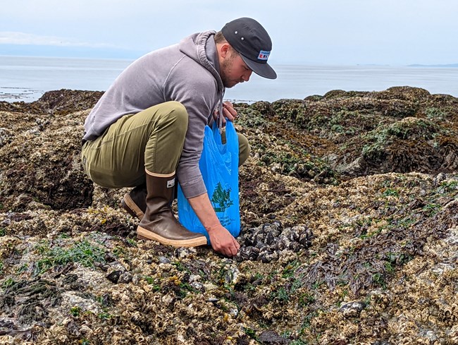 Man with blue plastic bag, crouching down over intertidal zone. He is reaching down to pick up a mussel.