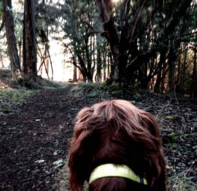 Rusty on Young Hill trail Rusty on Young Hill trail