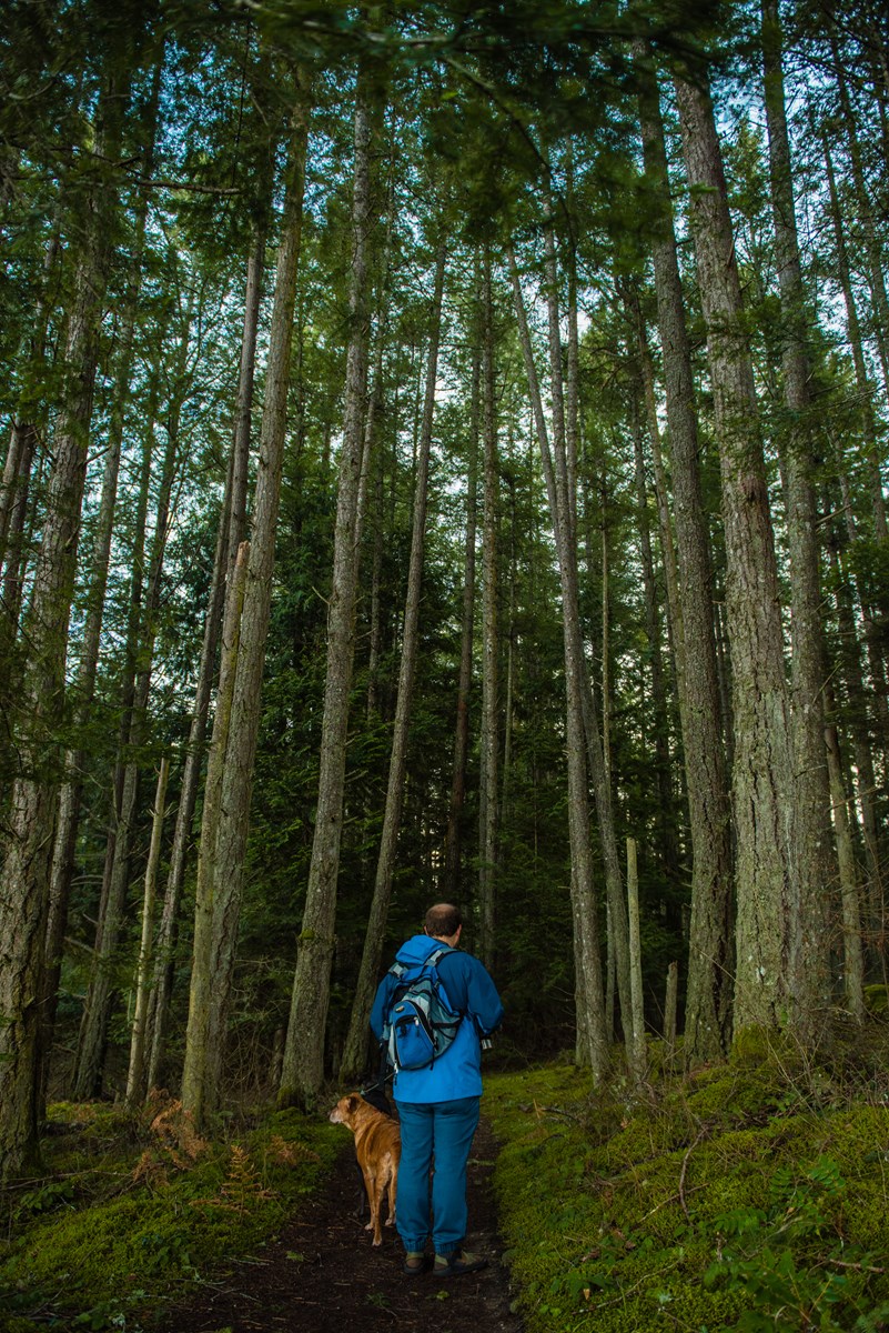 Photo of a person walking an on leash dog in deep woods