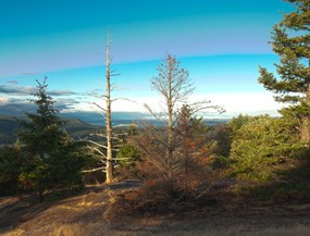 Young Hill summit
